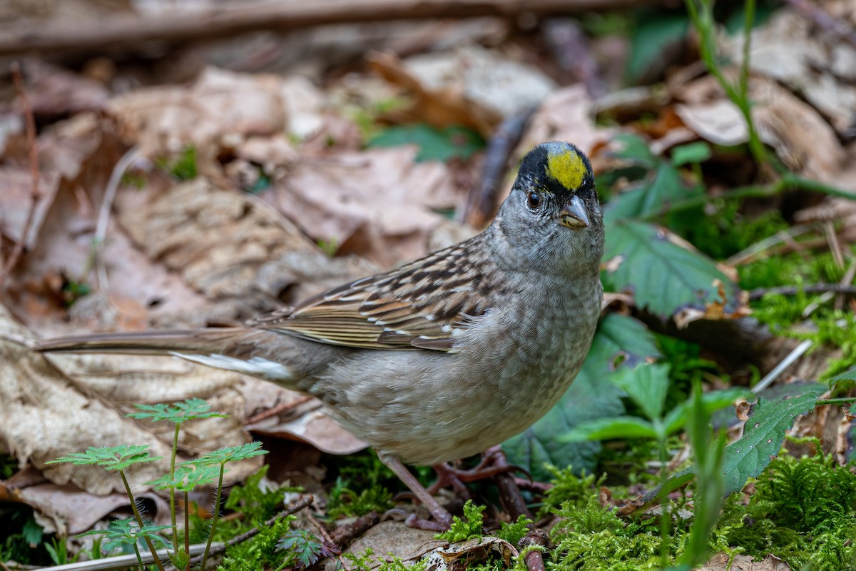Golden-crowned Sparrow - ML565664441