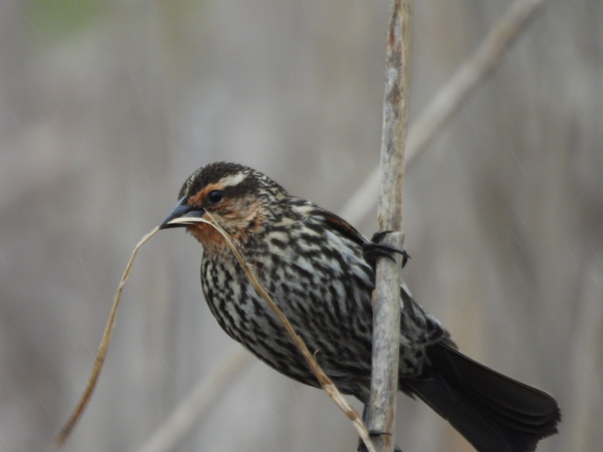 Red-winged Blackbird - ML565664791