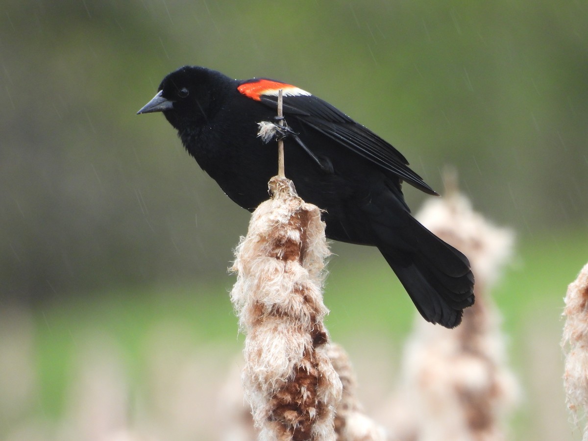 Red-winged Blackbird - ML565664801