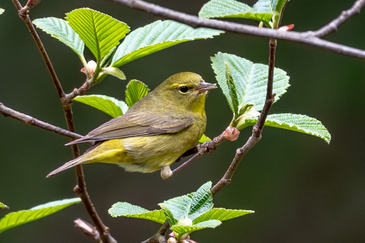 Orange-crowned Warbler - ML565664901