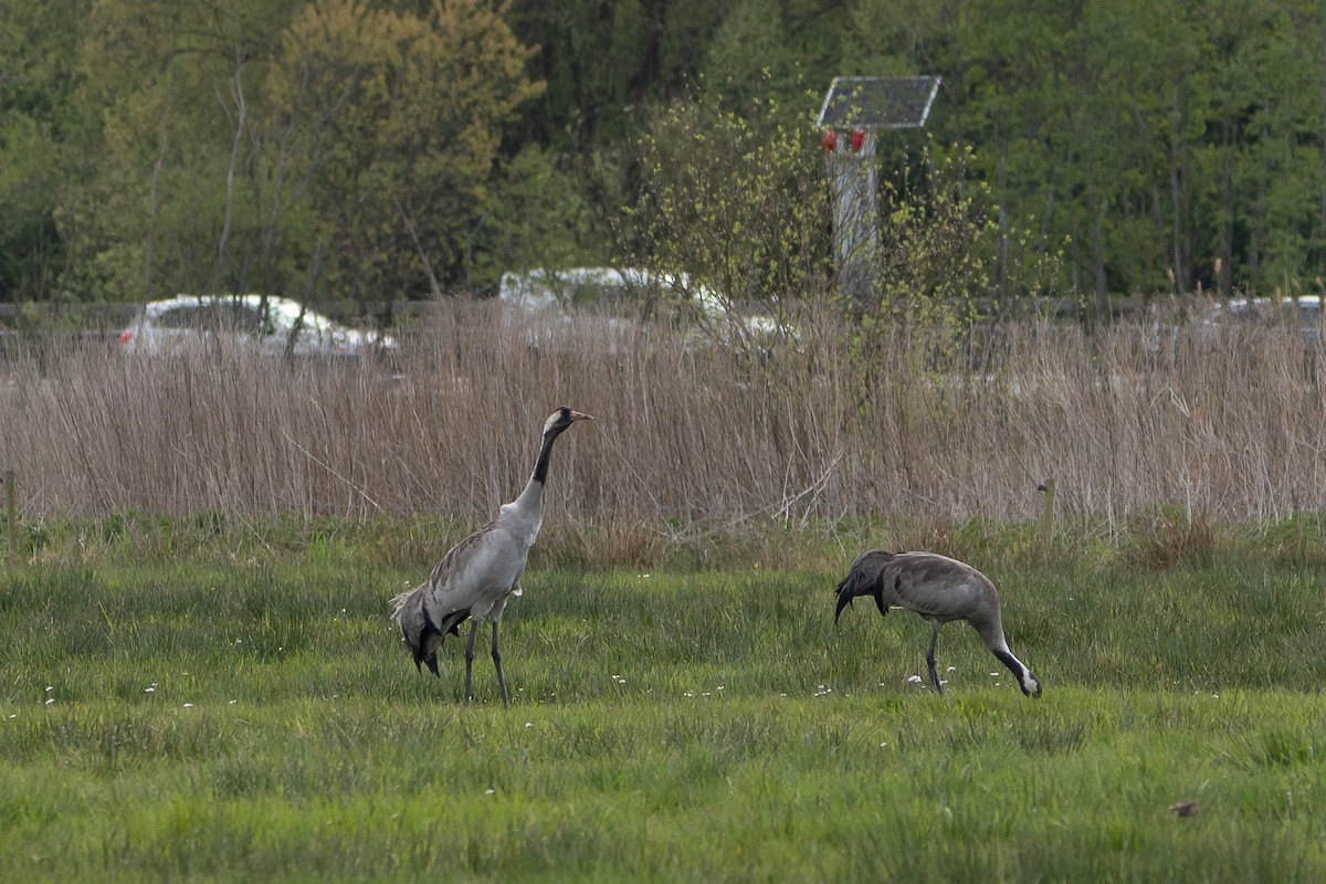 Common Crane - ML565665471