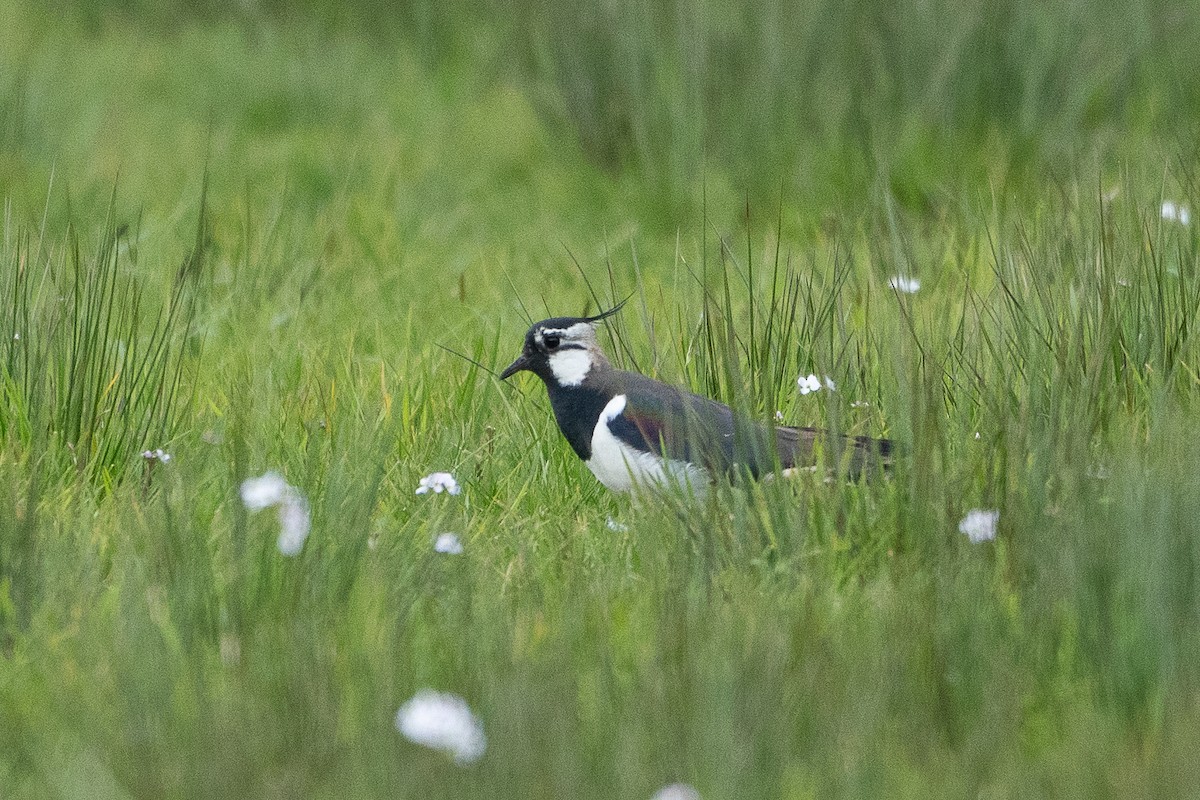 Northern Lapwing - ML565665601