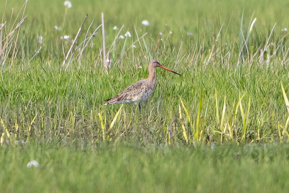 Black-tailed Godwit - ML565665911