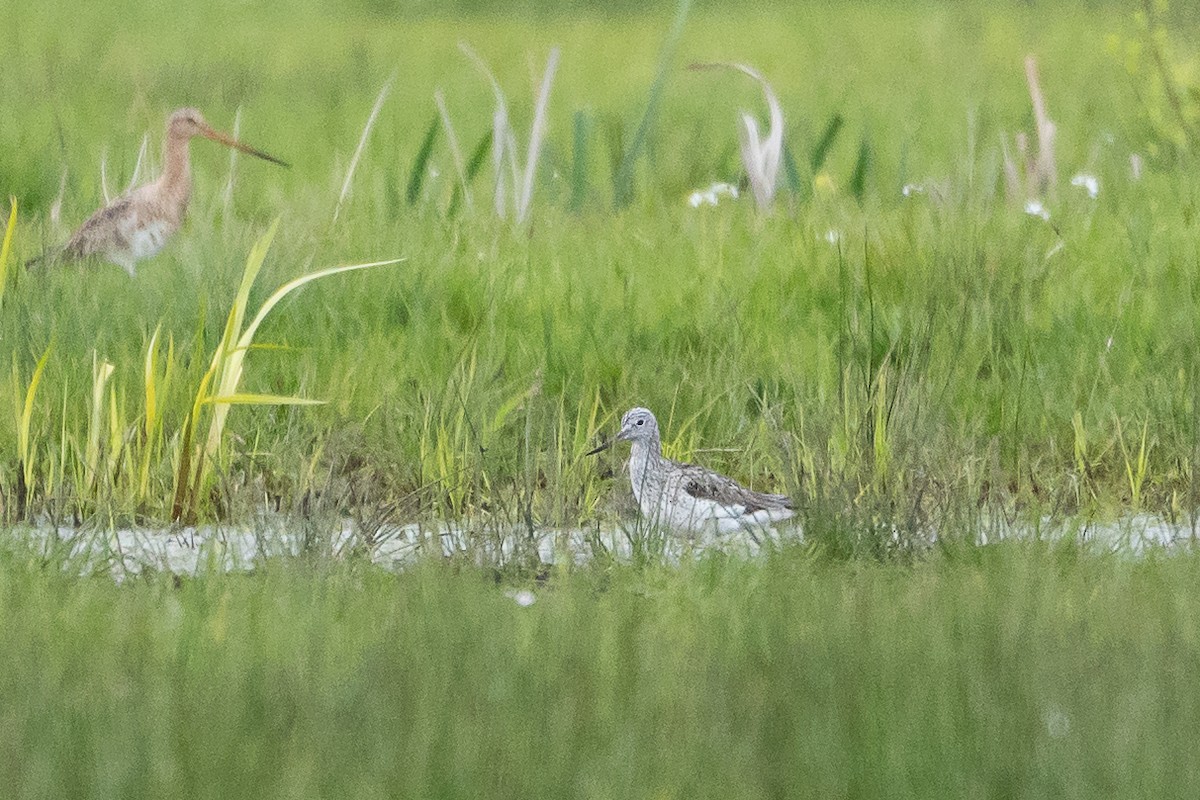 Common Greenshank - ML565666321