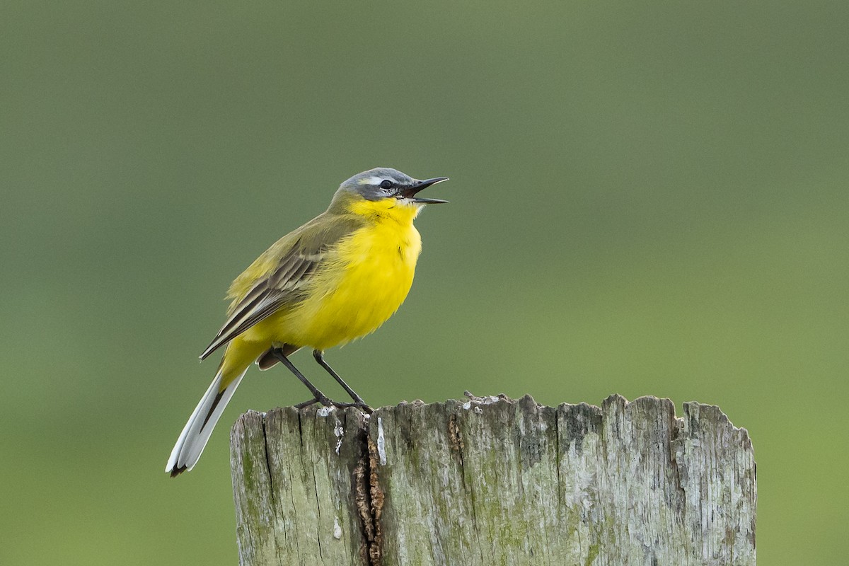 Western Yellow Wagtail - ML565666601