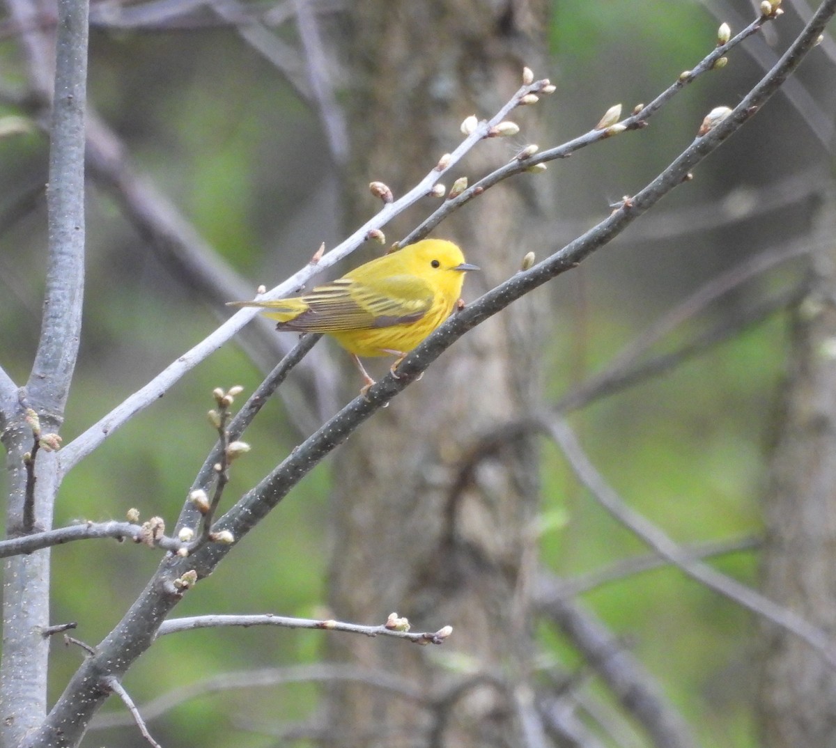 Yellow Warbler - ML565666661