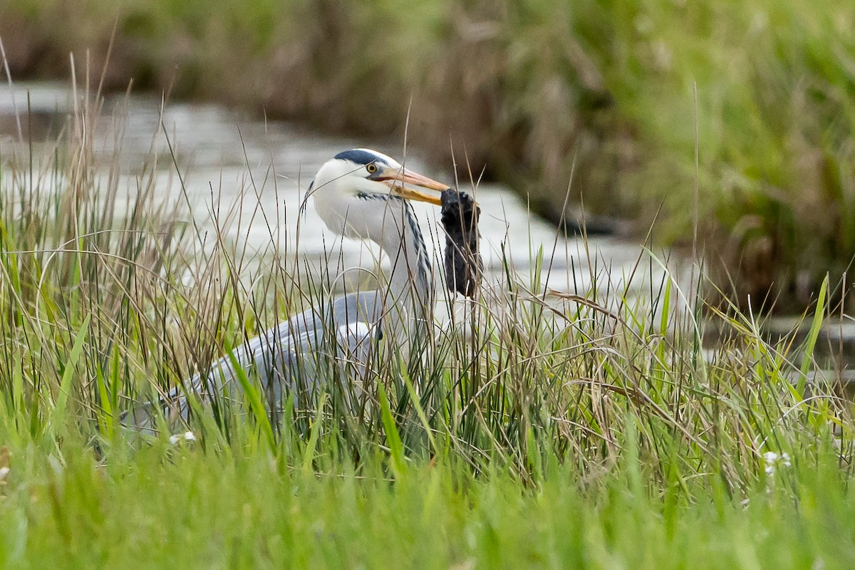 Gray Heron - ML565667071