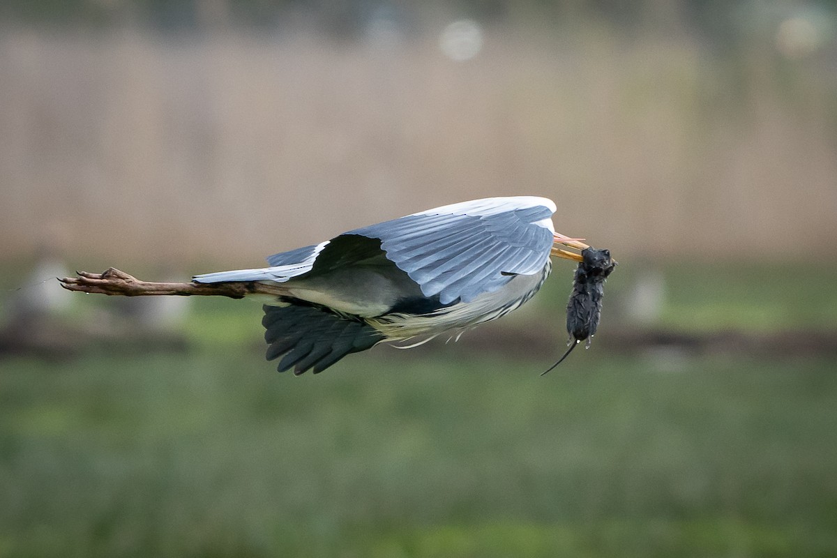 Gray Heron - ML565667081