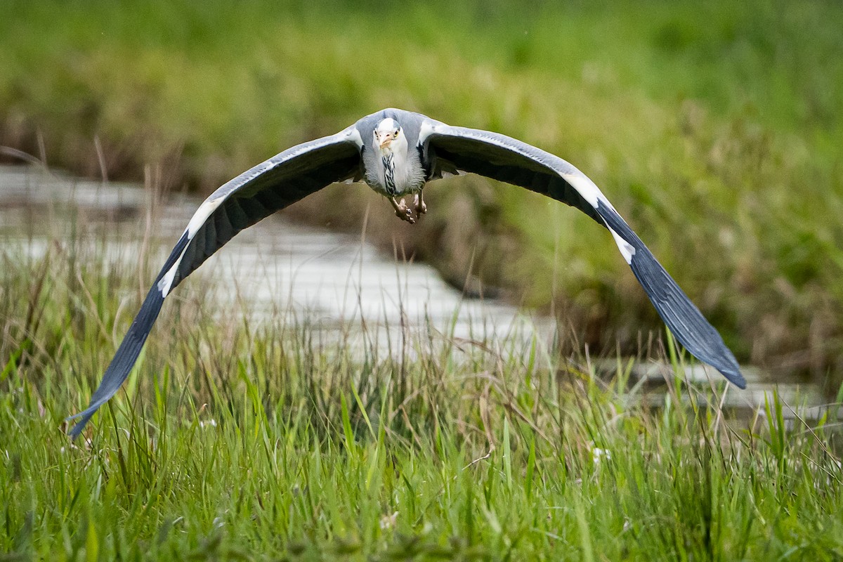 Gray Heron - ML565667091