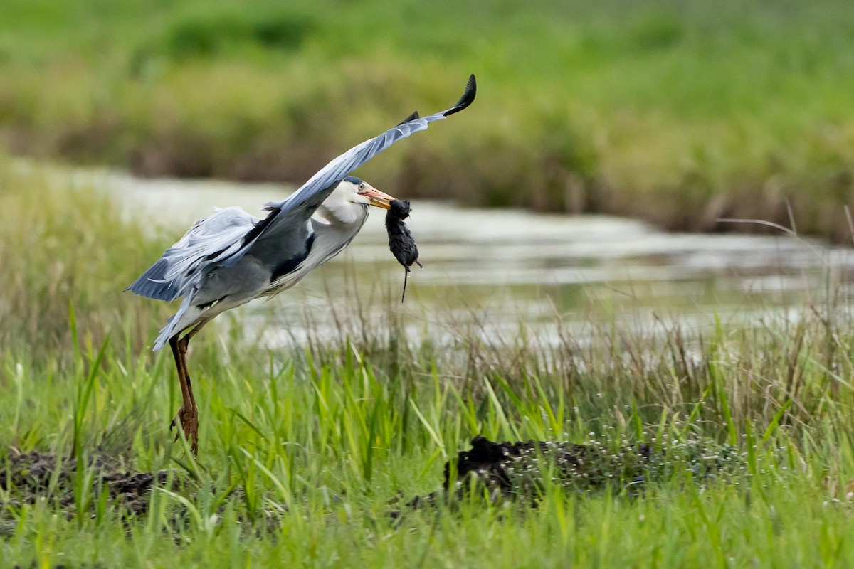 Gray Heron - ML565667101