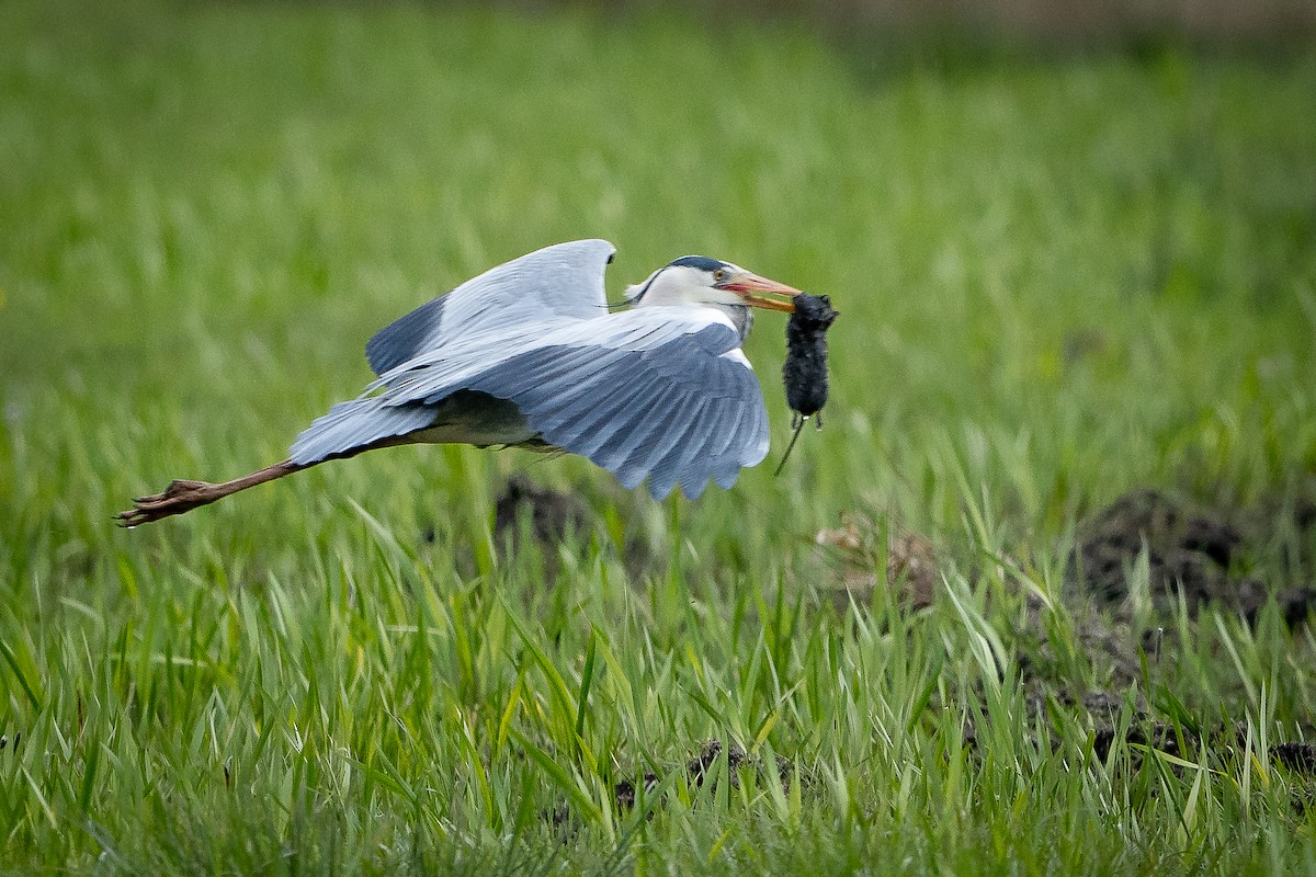 Gray Heron - ML565667111