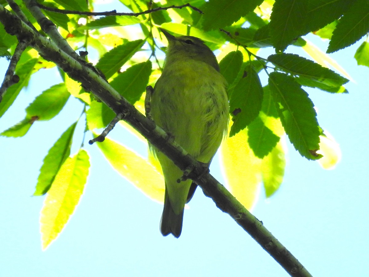 Philadelphia Vireo - Roger Massey