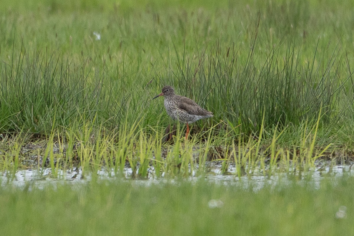 Common Redshank - ML565668031