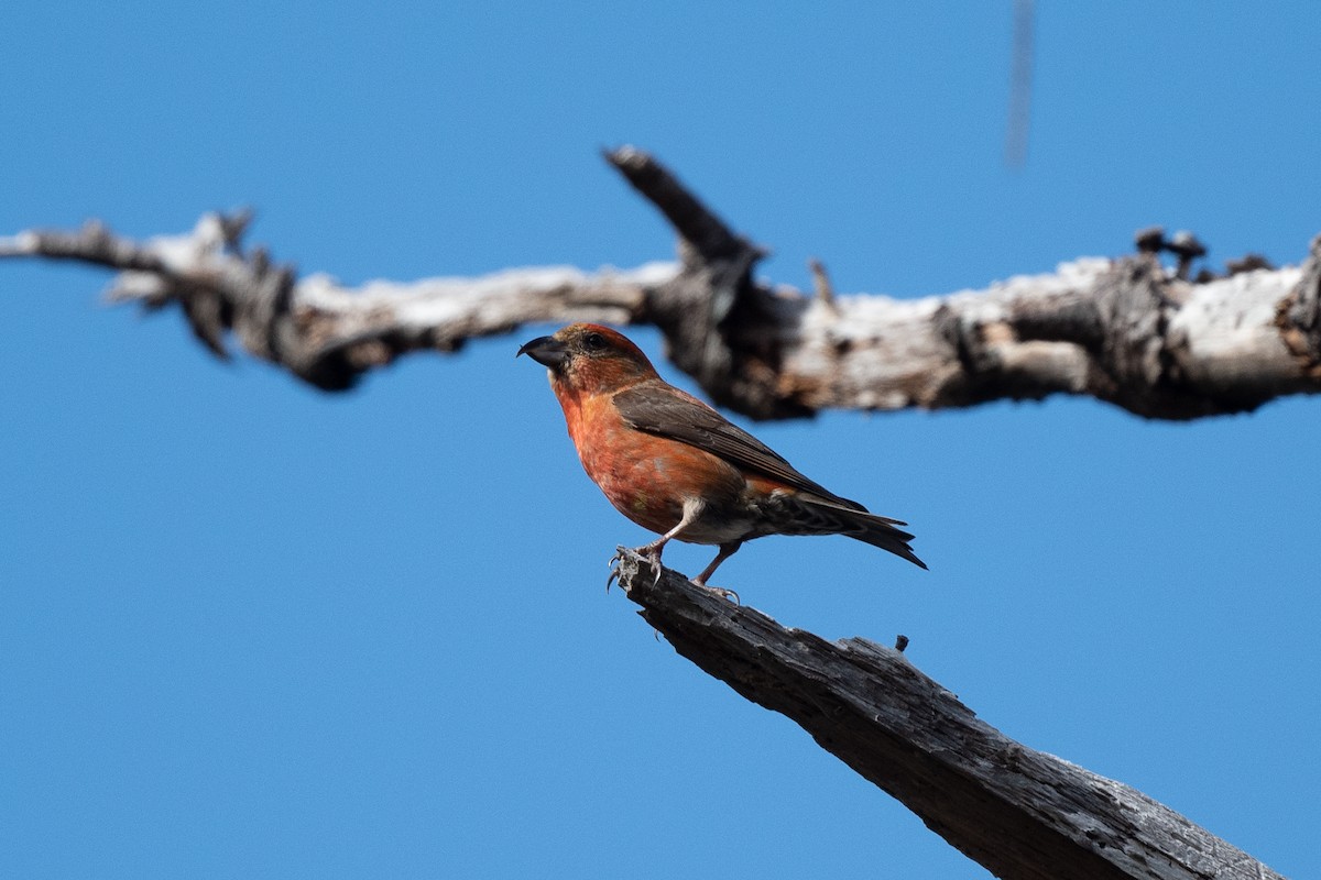 Red Crossbill (Sitka Spruce or type 10) - Conor Scotland