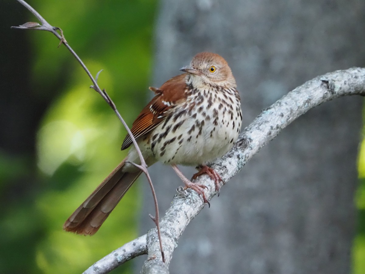 Brown Thrasher - David Zook