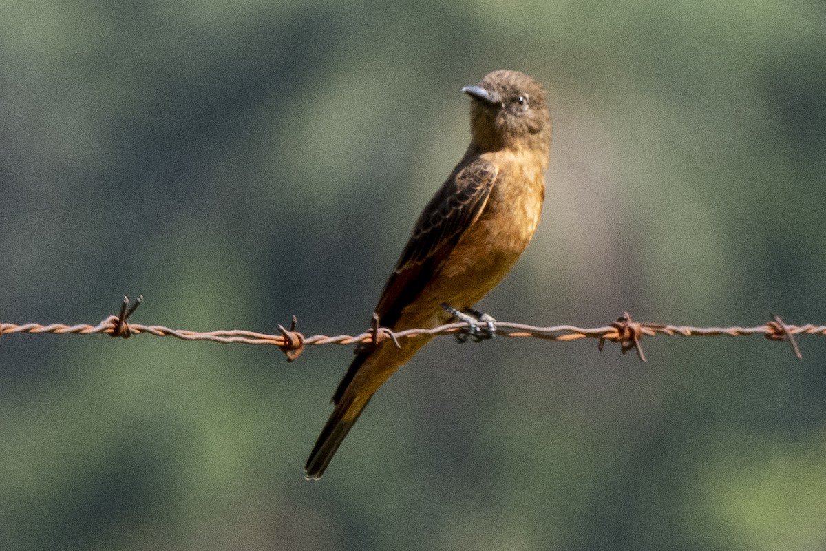 Cliff Flycatcher - Luiz Carlos Ramassotti