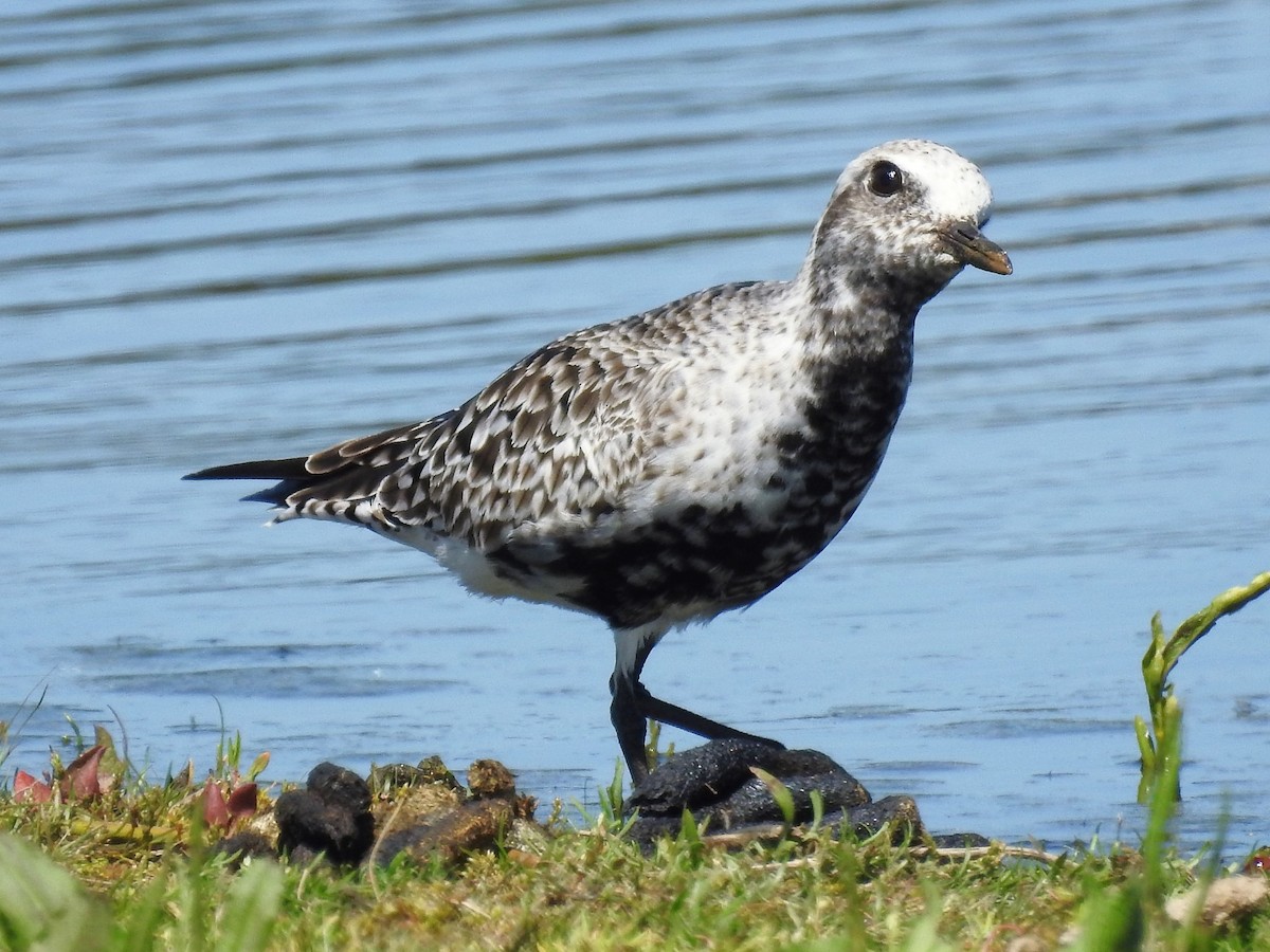 Black-bellied Plover - Roger Massey