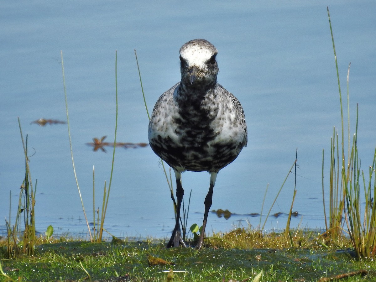 Black-bellied Plover - Roger Massey