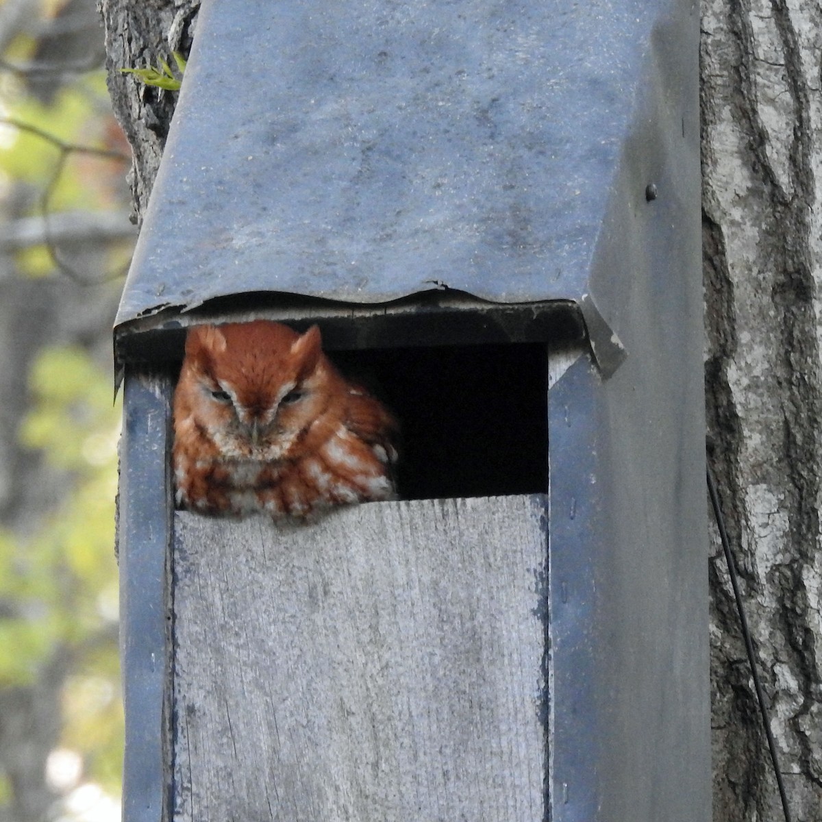 Eastern Screech-Owl - ML565669661