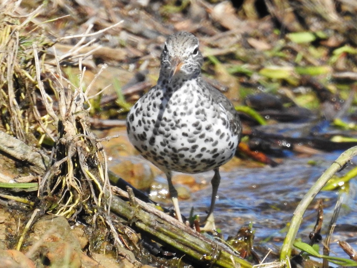 Spotted Sandpiper - ML565669671