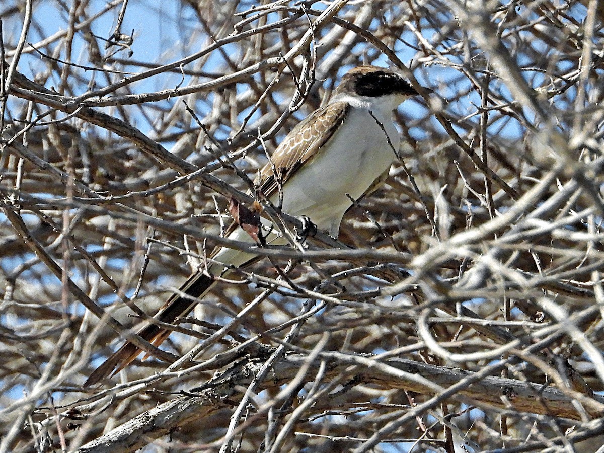 Fork-tailed Flycatcher - Ross Wauben