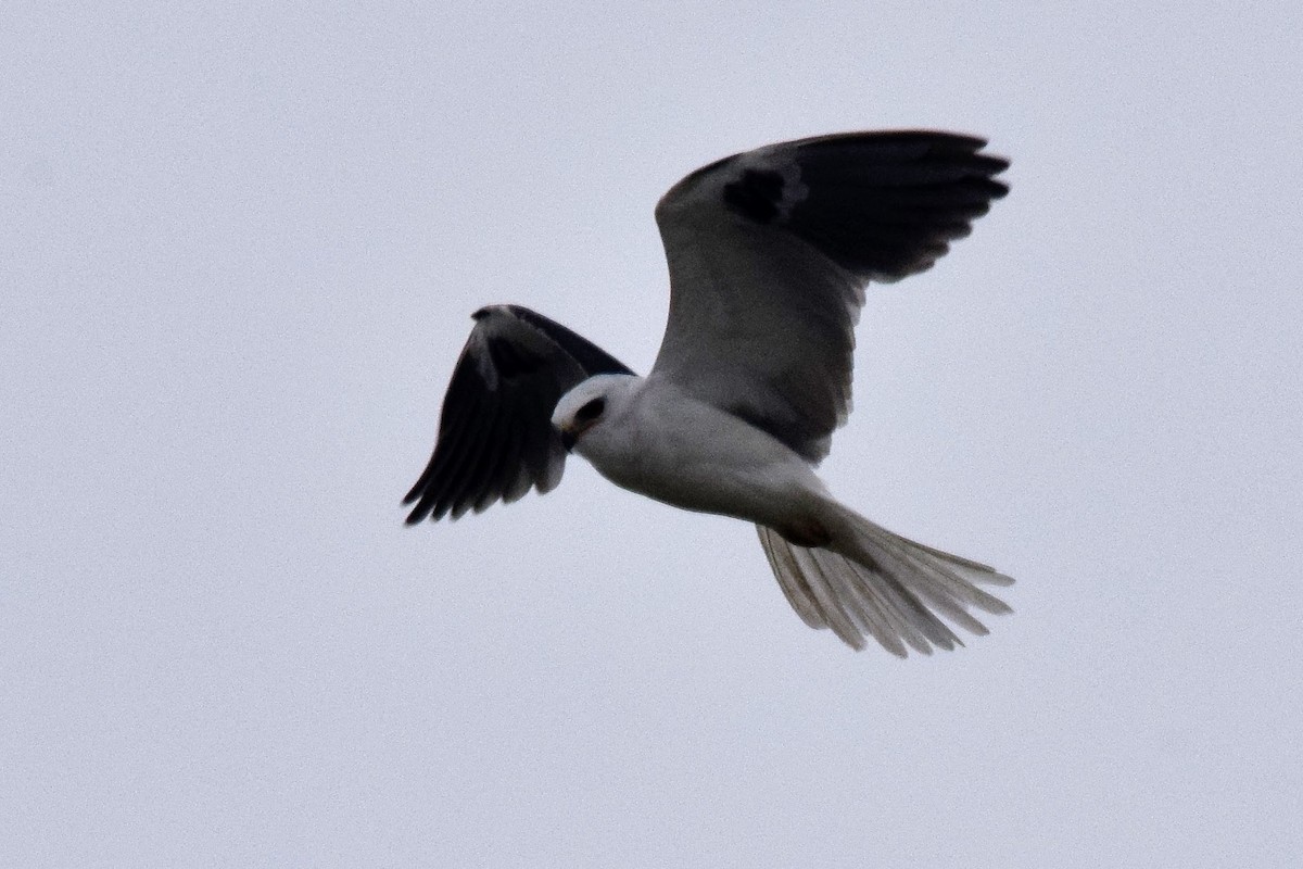 White-tailed Kite - ML565672041