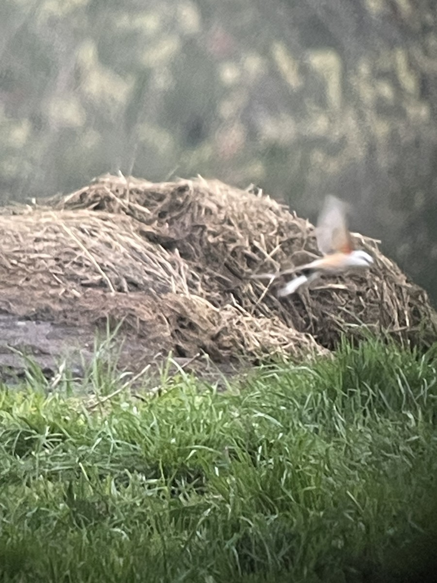 Scissor-tailed Flycatcher - Leah Dodd