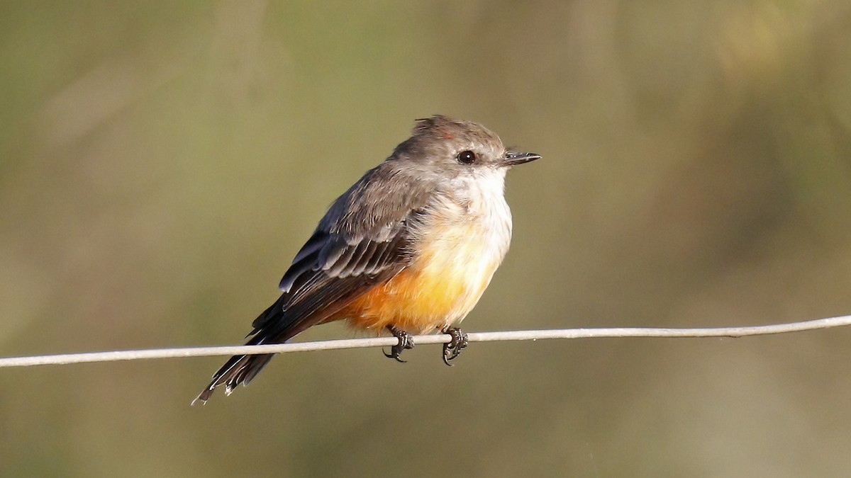 Vermilion Flycatcher - Sandra Wright