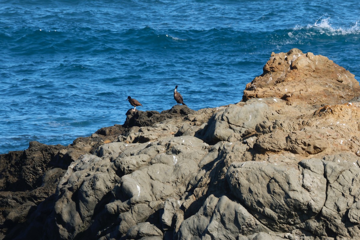 Brandt's Cormorant - Deanna McLaughlin