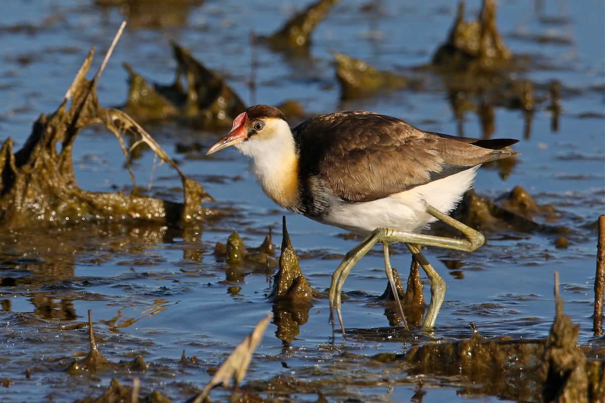 Jacana à crête - ML565674461