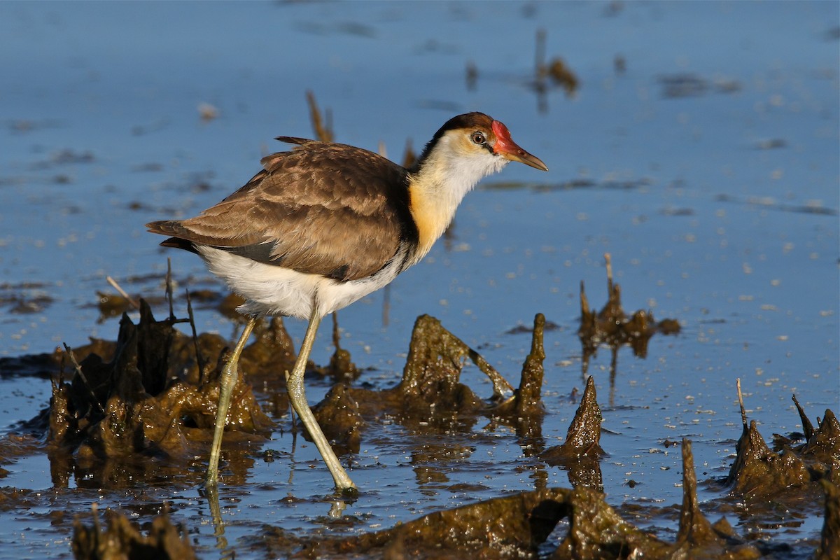 Jacana Crestada - ML565674471