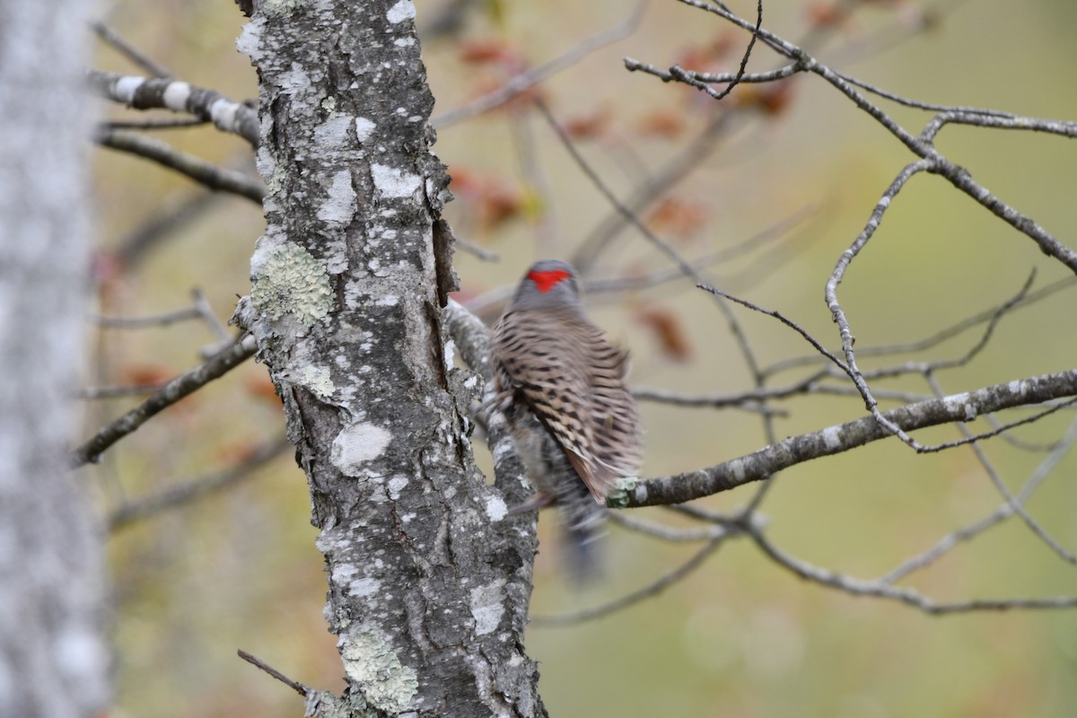 Northern Flicker (Yellow-shafted) - Randy Bodkins