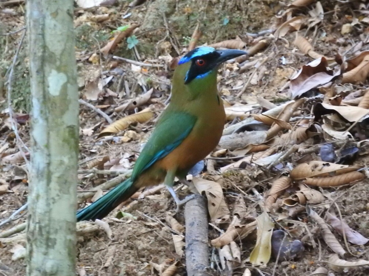 Whooping Motmot - ML565675311