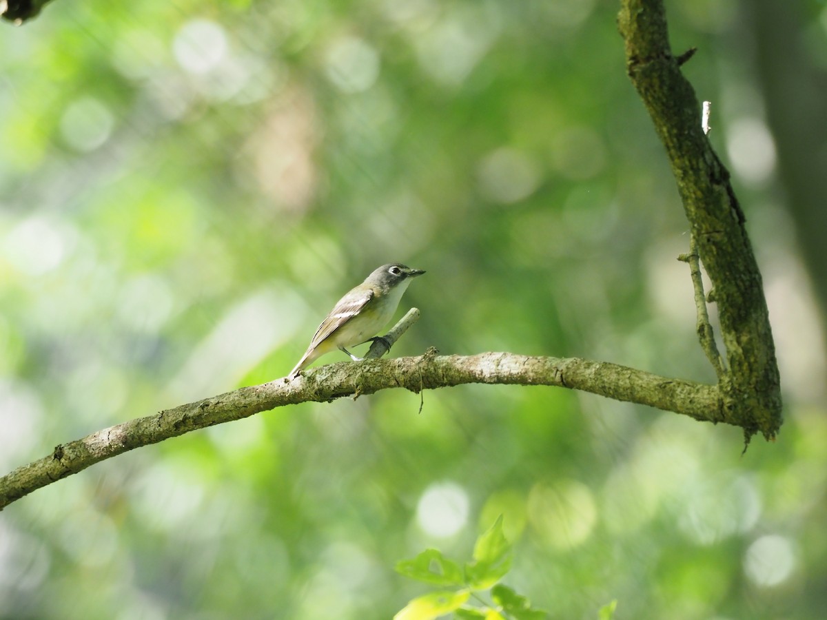 Blue-headed Vireo - ML565676251