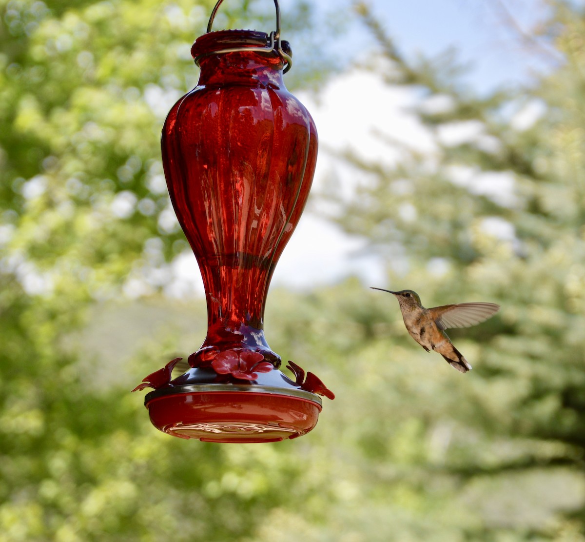 Broad-tailed Hummingbird - Nancy Blaze