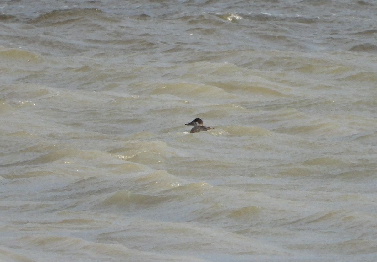 Ruddy Duck - ML565677591