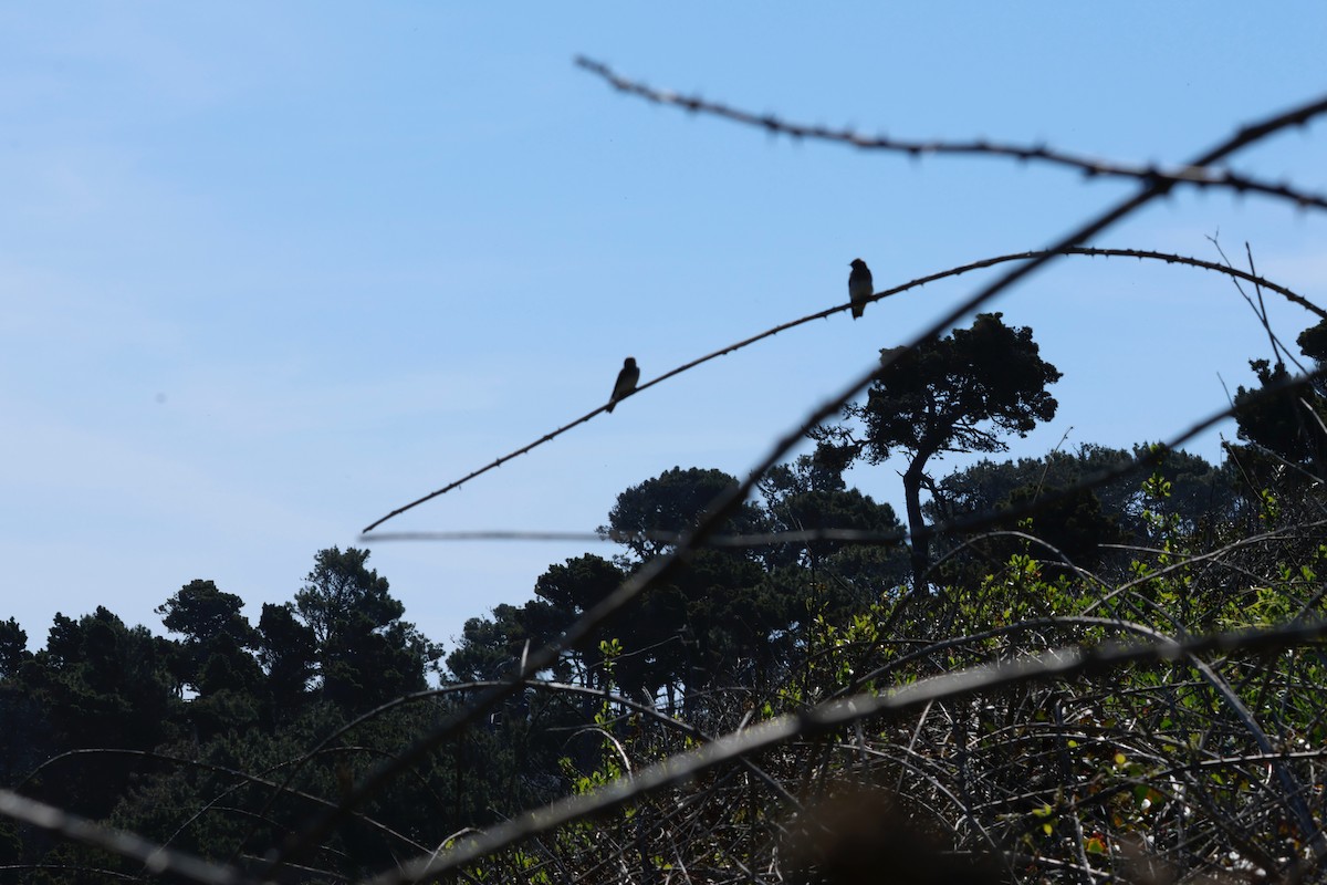 Northern Rough-winged Swallow - ML565677731