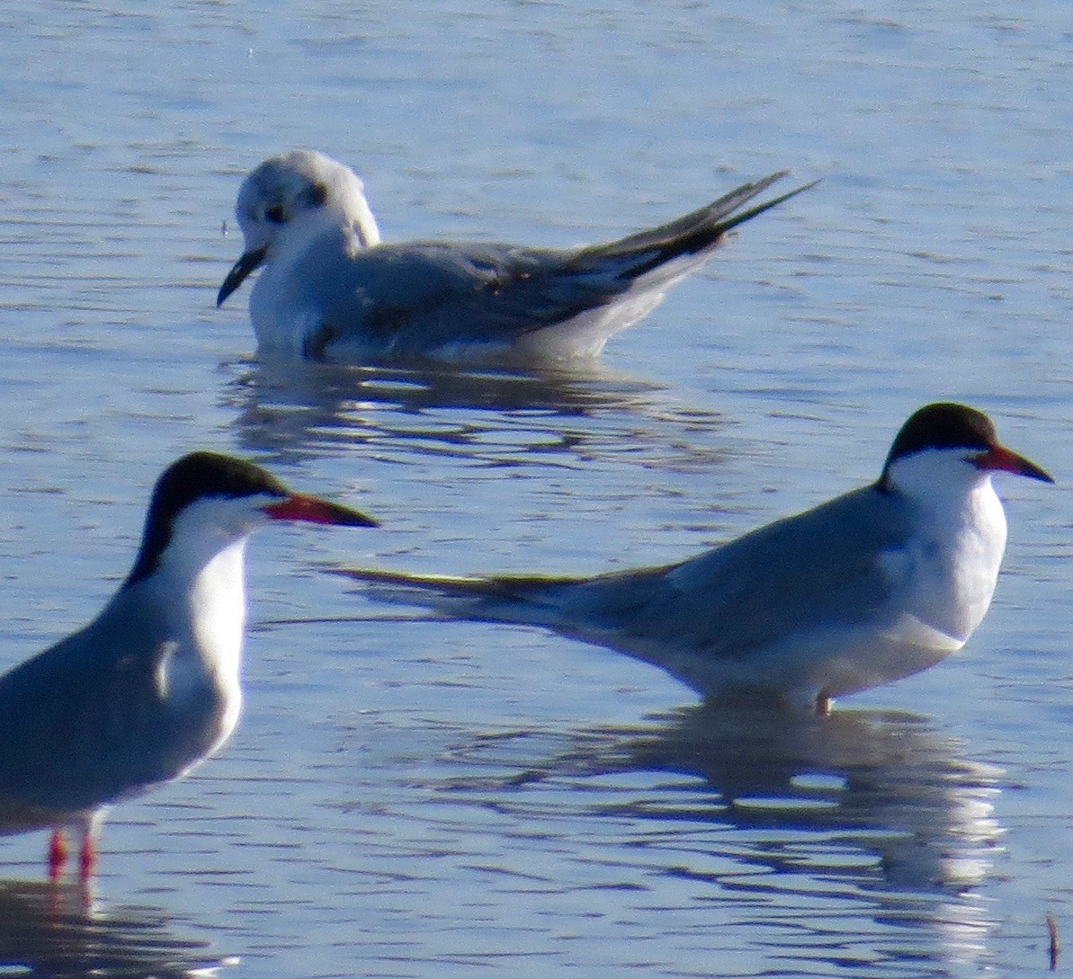 Bonaparte's Gull - ML56567821