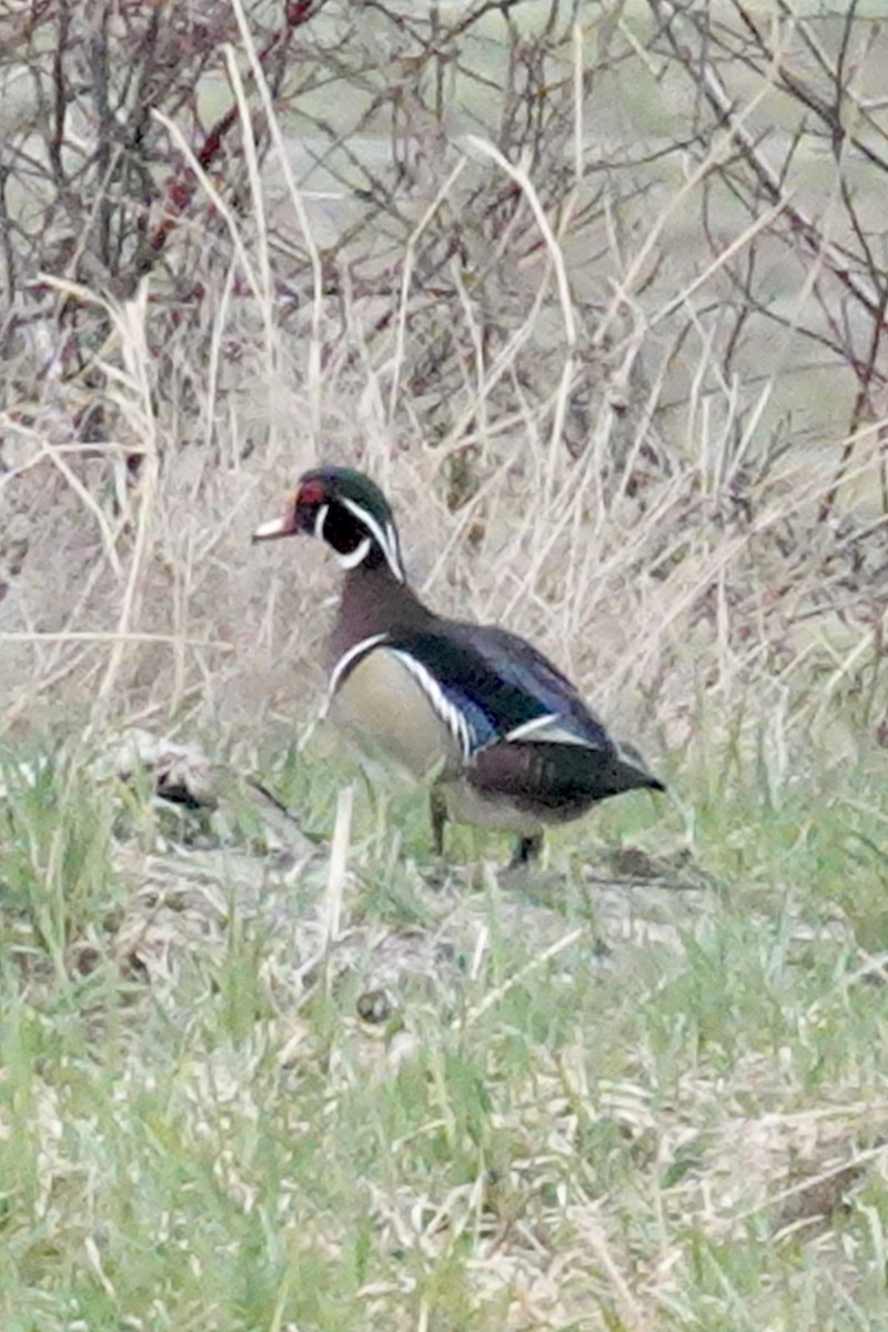 Wood Duck - ML565678311