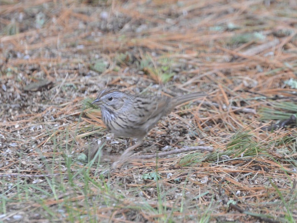 Lincoln's Sparrow - ML56567841