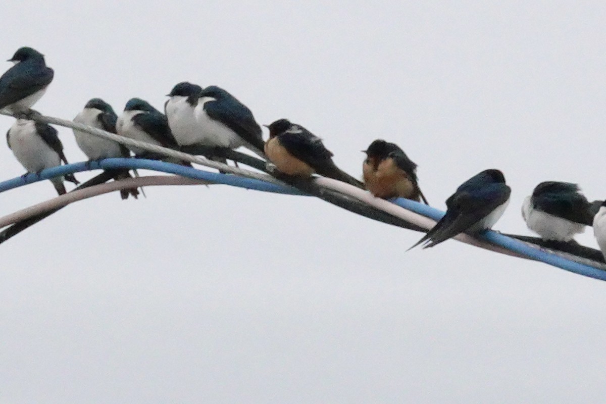 Barn Swallow - ML565678611