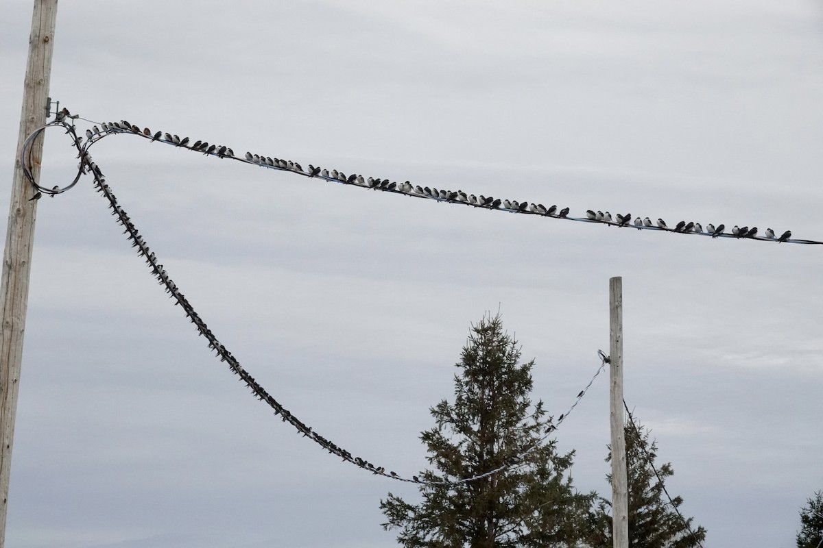 Tree Swallow - ML565678731