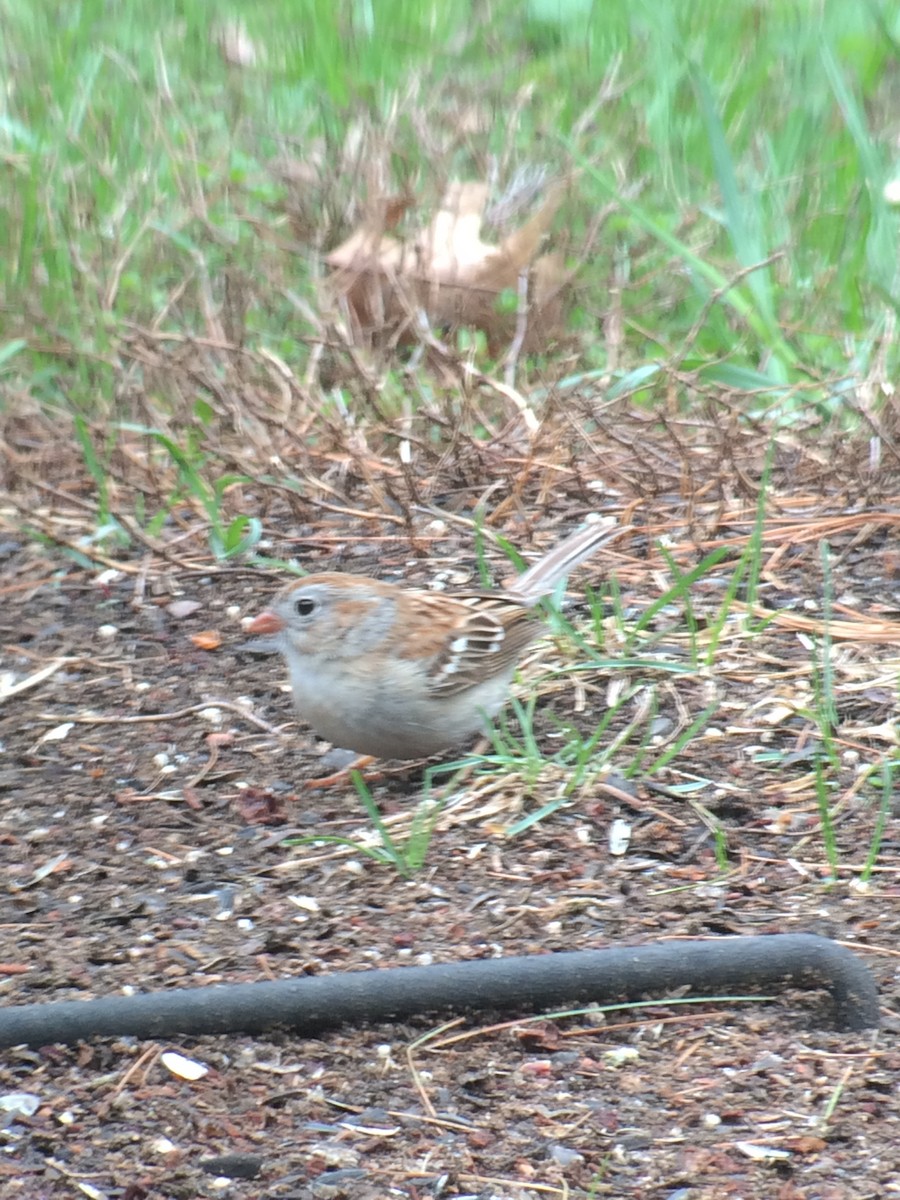 Field Sparrow - ML56567941