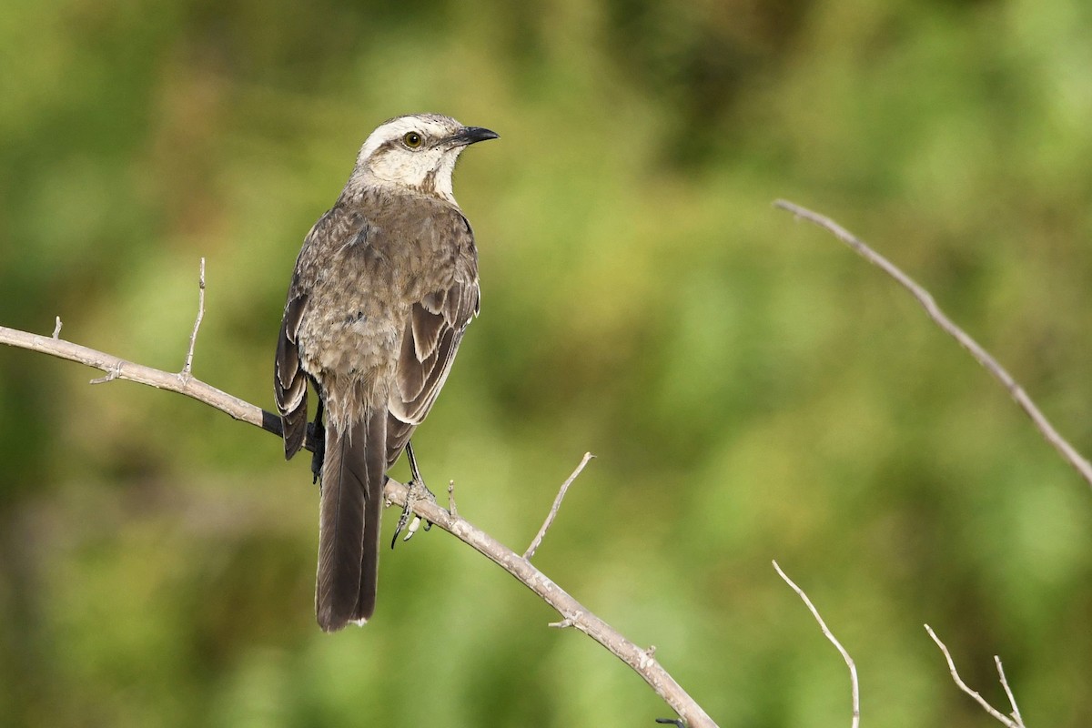 Chilean Mockingbird - Fernando Cediel Nacumero Birding