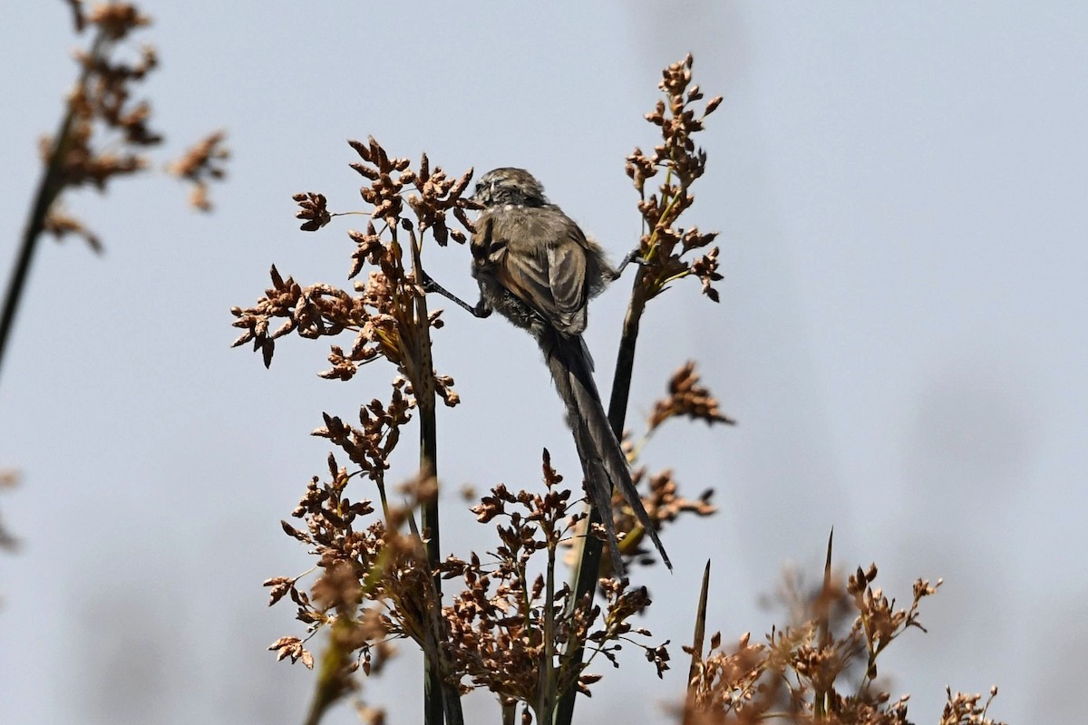 Plain-mantled Tit-Spinetail - ML565680851