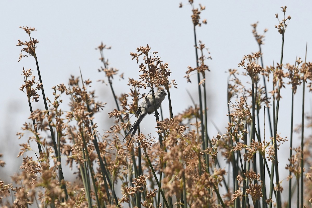 Plain-mantled Tit-Spinetail - ML565680871