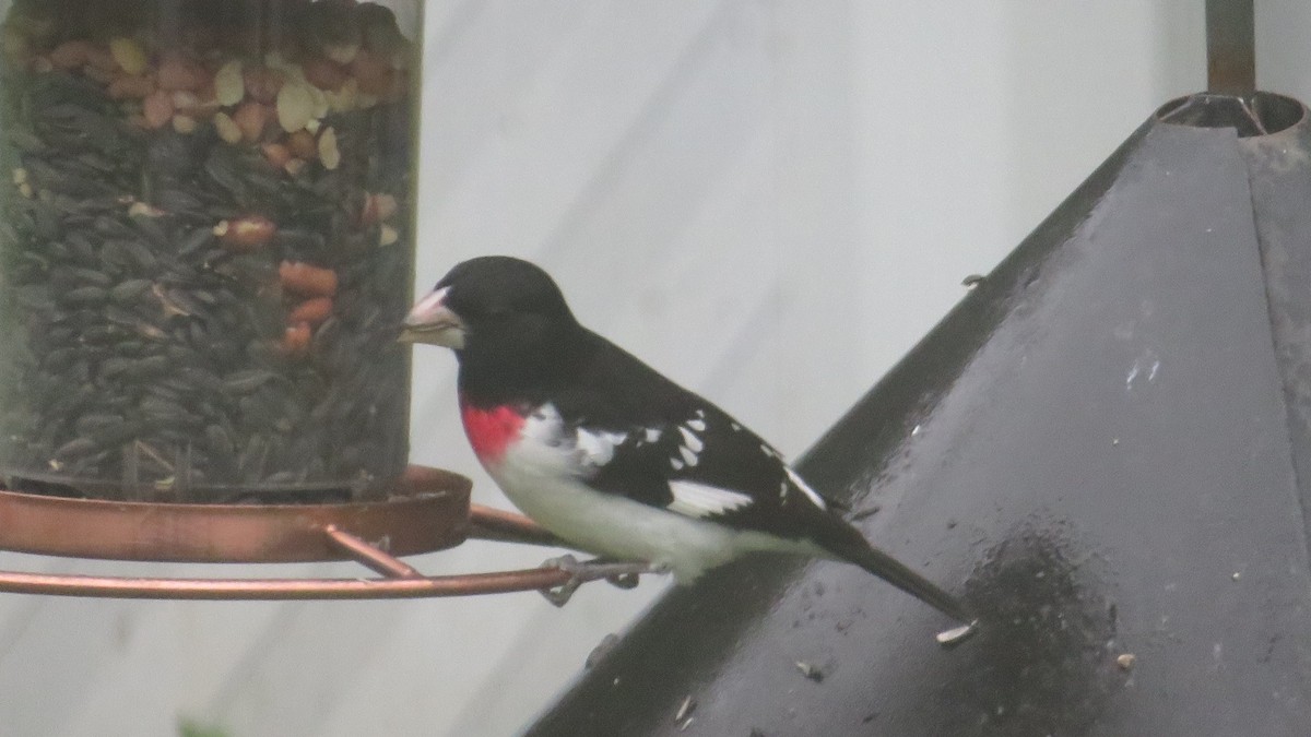 Rose-breasted Grosbeak - ML565681051