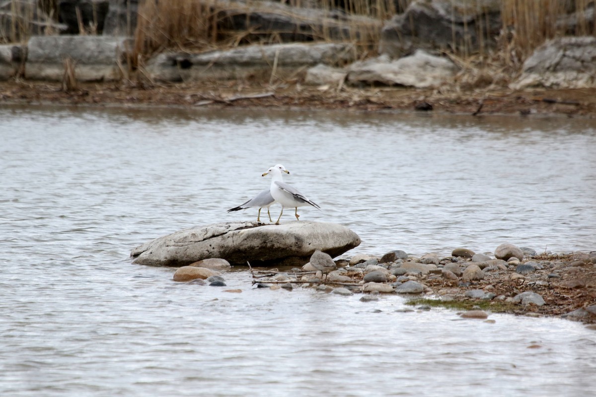 Willet - Christine Brackett