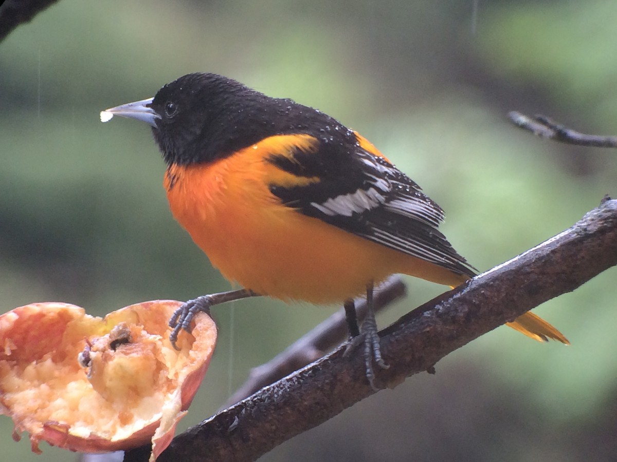 Baltimore Oriole - ML56568141