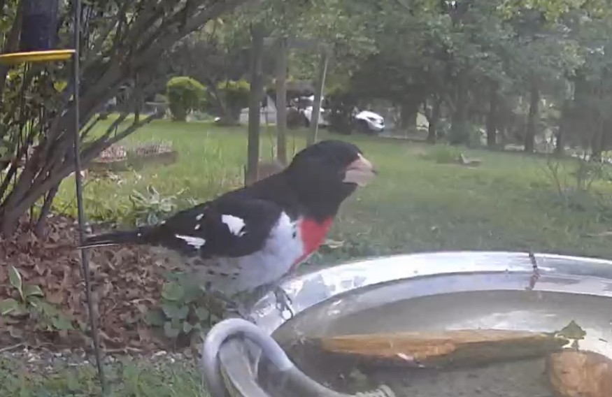 Rose-breasted Grosbeak - ML565681581